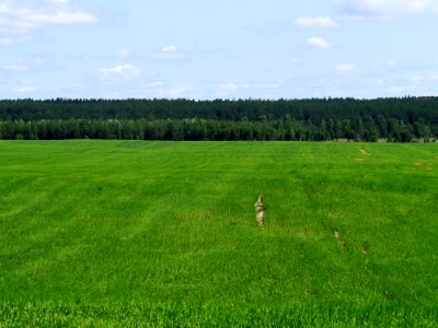 Ячмінь Н.Гребля 3