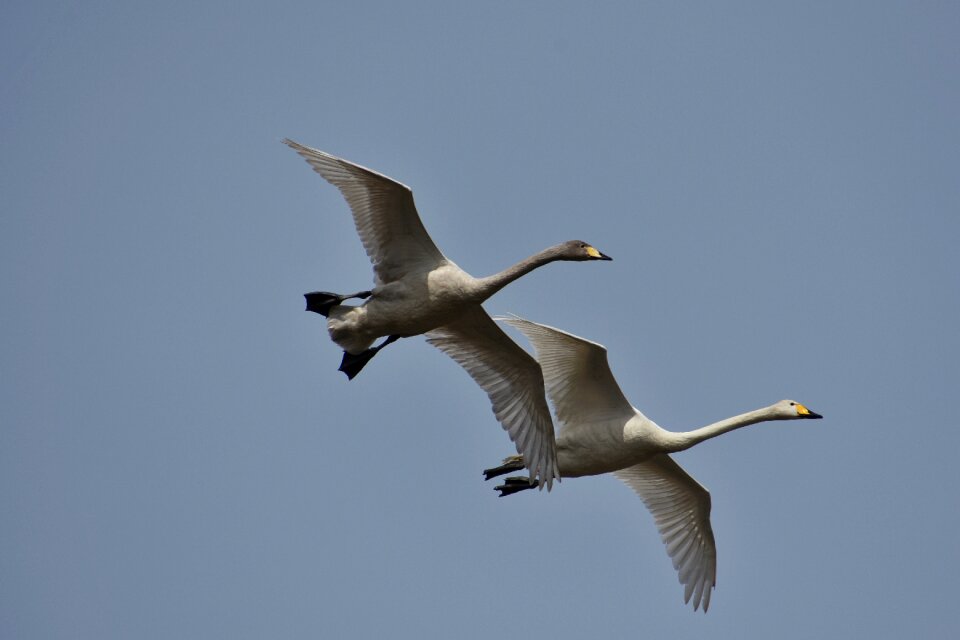 Wild birds waterfowl fields