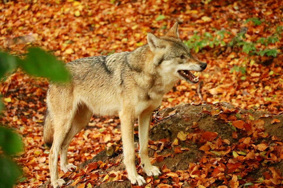 Carnivores animal predator