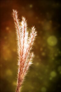 Afterglow nature grasses