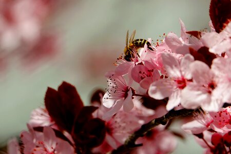 Insect flowering twig honey bee photo