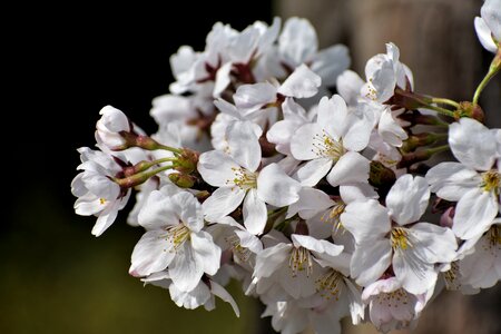 Bud flowers petal