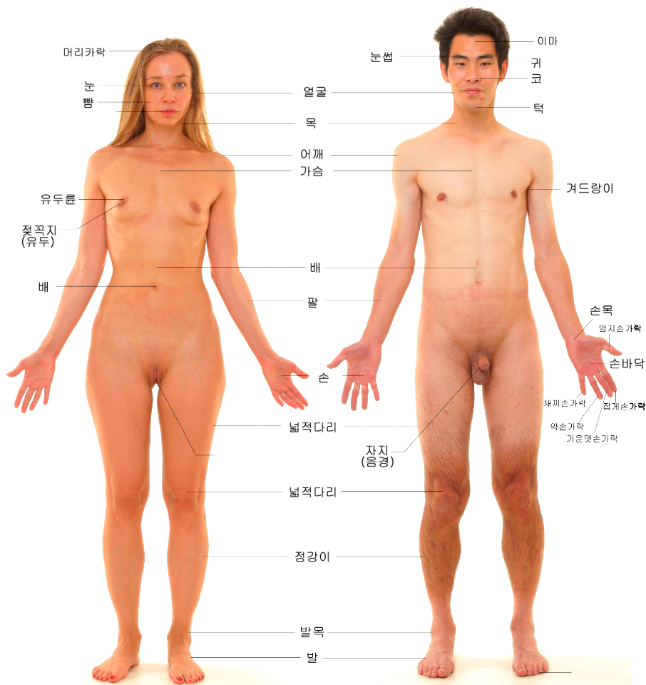 사람의 몸