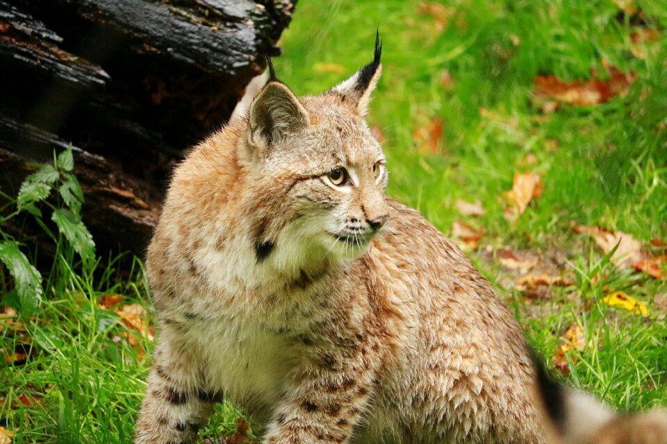 Animal carnivores cat