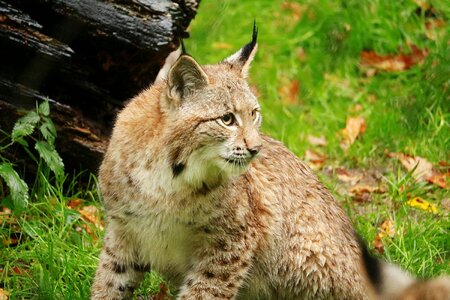 Animal carnivores cat