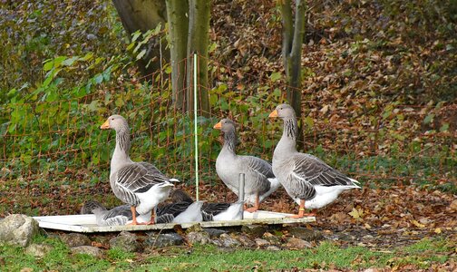 Bill domestic goose nature