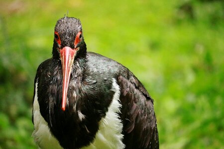 Bill animal feather