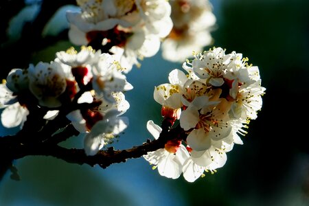 Spring white flowering twig