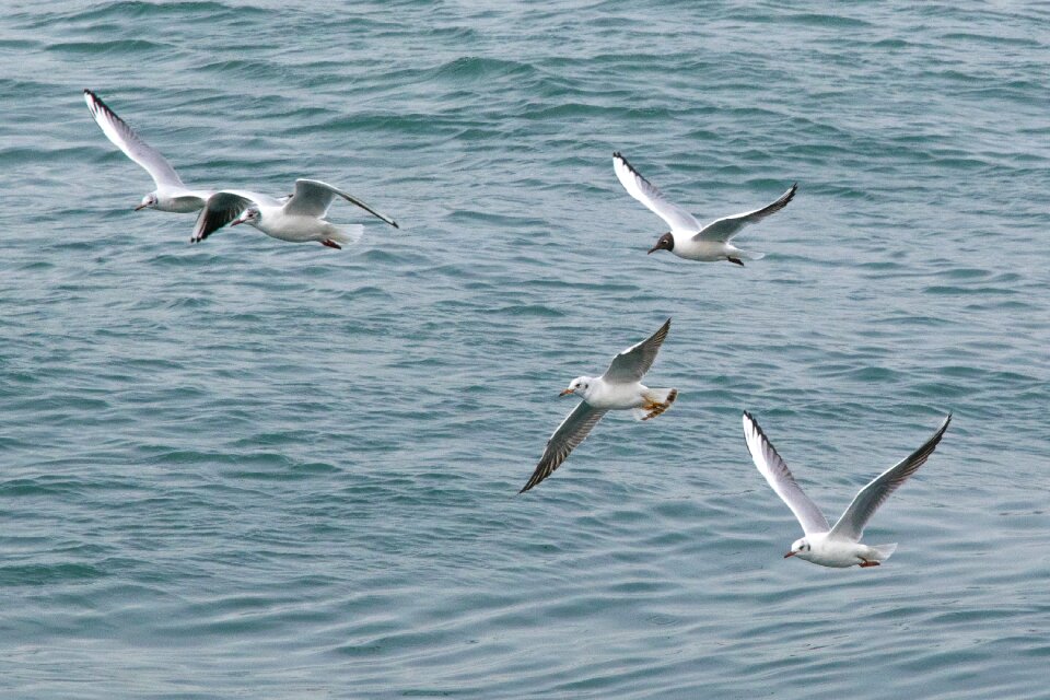 Nature sea ocean