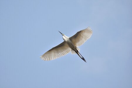 Wild birds egret feathers photo