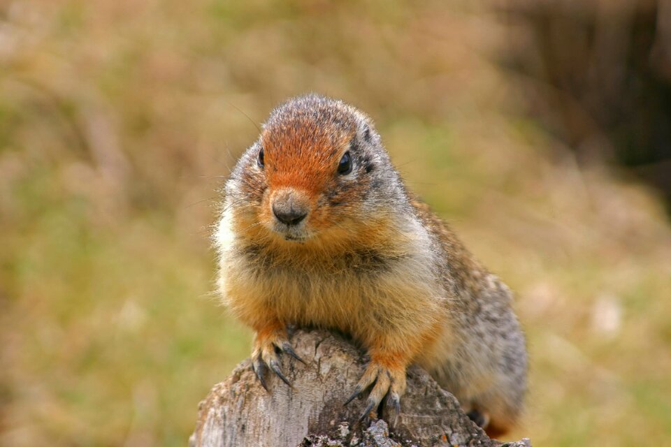 Nature squirrel animal