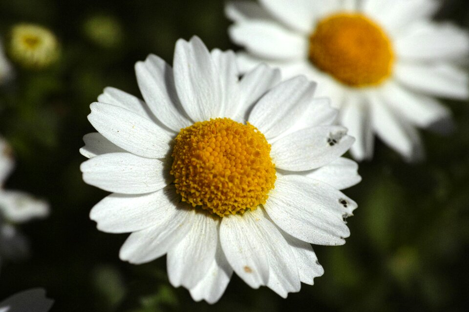 Yellow white beautiful