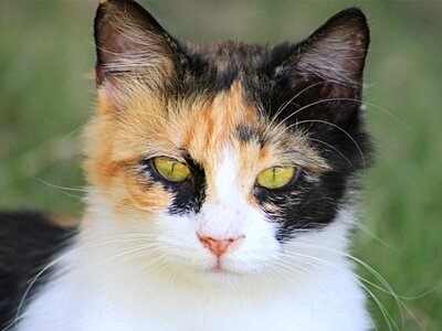 Kitten portrait cat portrait photo