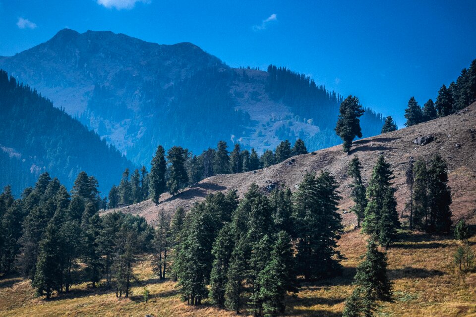Early morning mountains trees