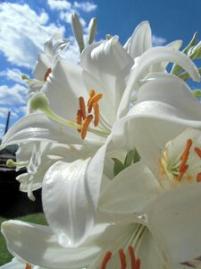 Flower plant lily
