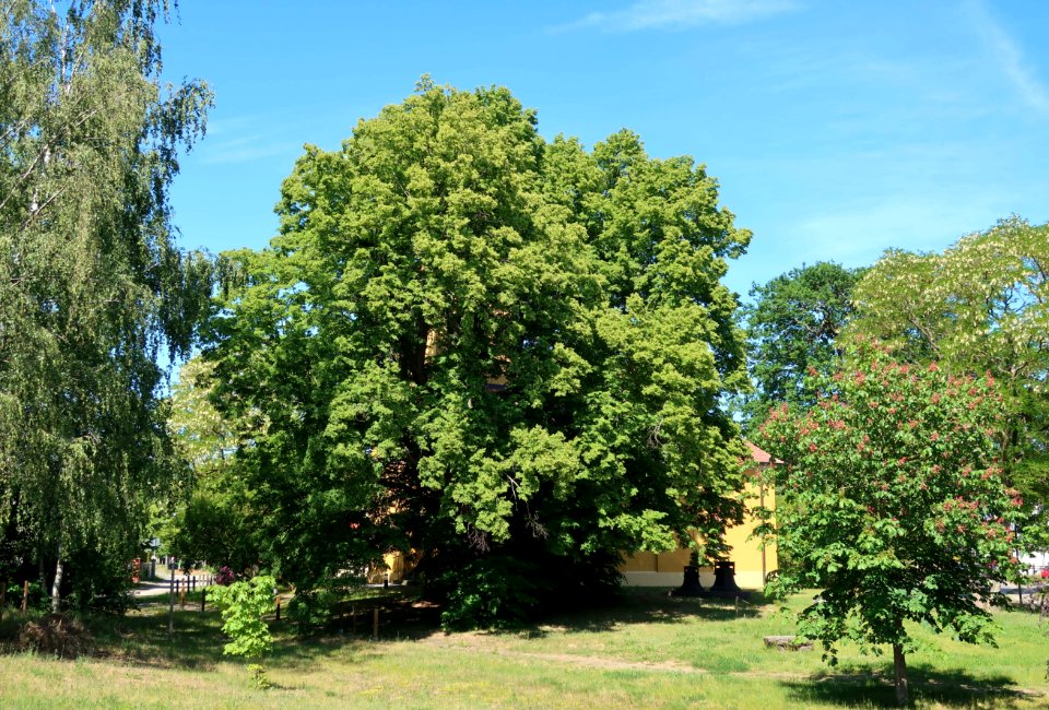 500 jährige Linde Wernsdorf Brandenburg