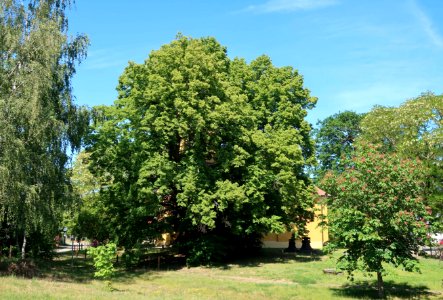 500 jährige Linde Wernsdorf Brandenburg