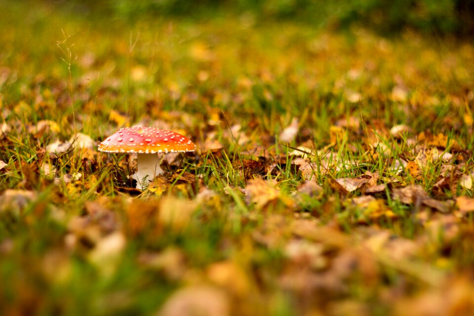 Leaf season amanita muscaria