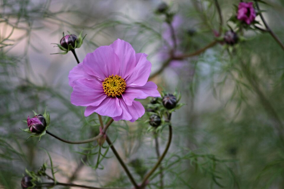 Cosmos blossom bloom