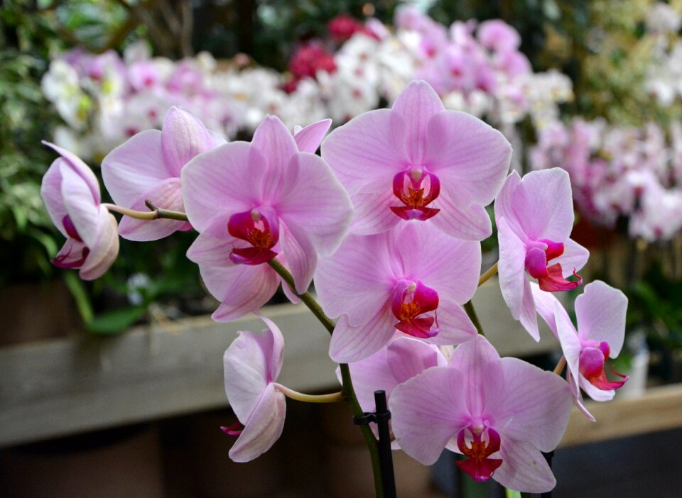 Beautiful pretty plant