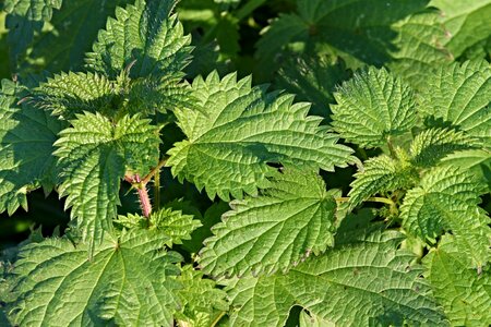 Nettle burn naturopathy photo