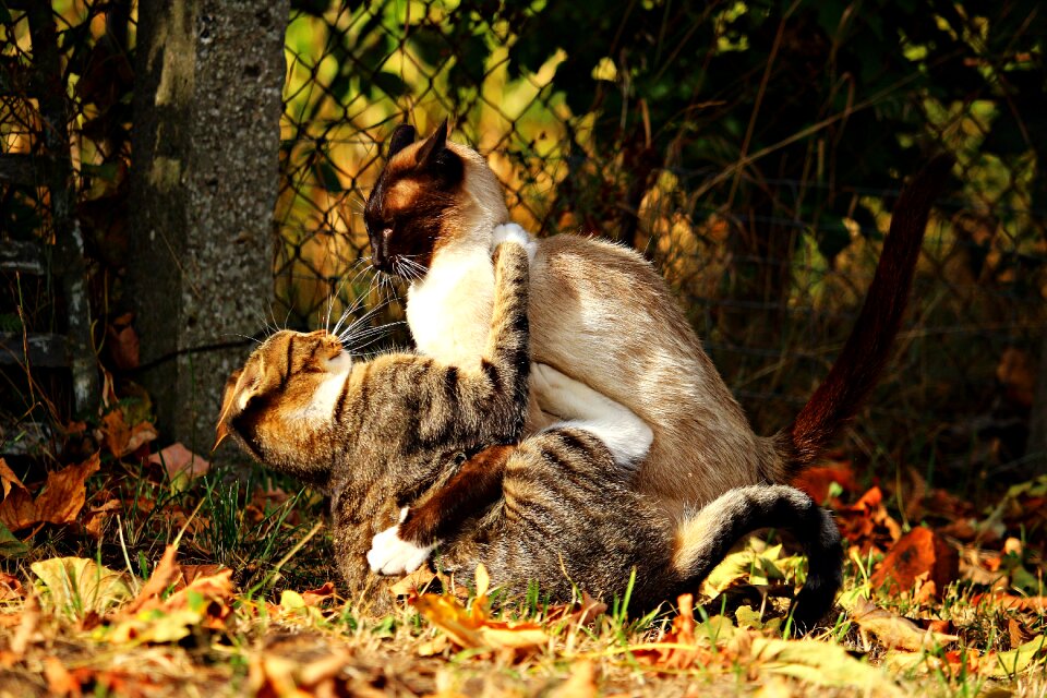 Kitten siamese cat play