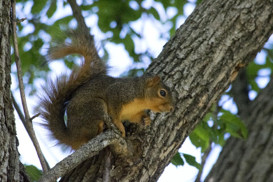 Wood outdoors squirrel