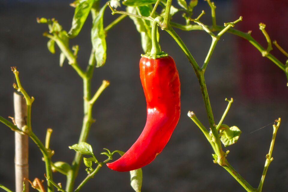 Nature leaf paprika