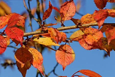 Color colorful autumn photo