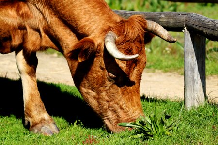 Russet grazing cow photo