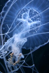 Nature darkness jellyfish photo