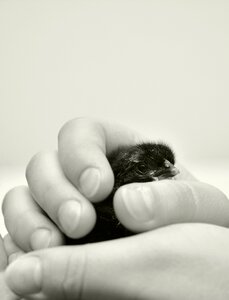 Security hatched animal