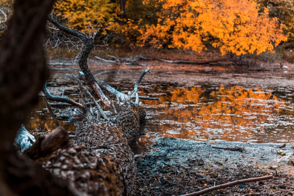 Woods nature fall
