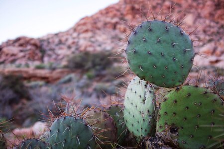Plants nature outdoors