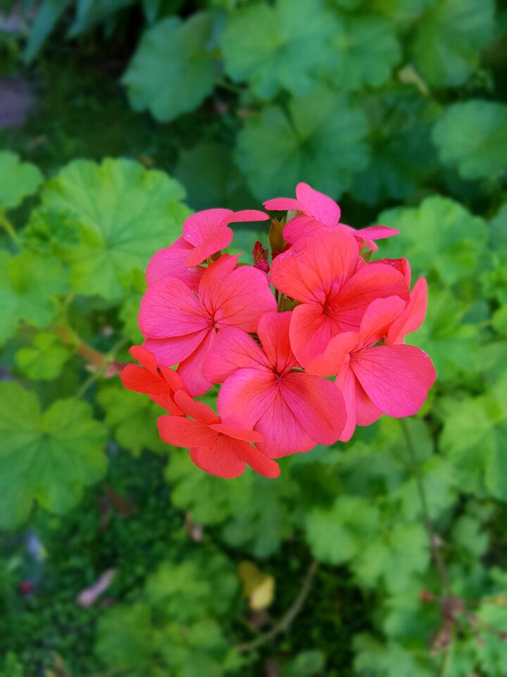 Flowers pistillos macro photography