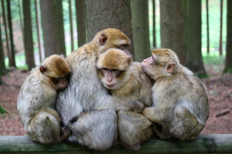 Animals snuggle forest
