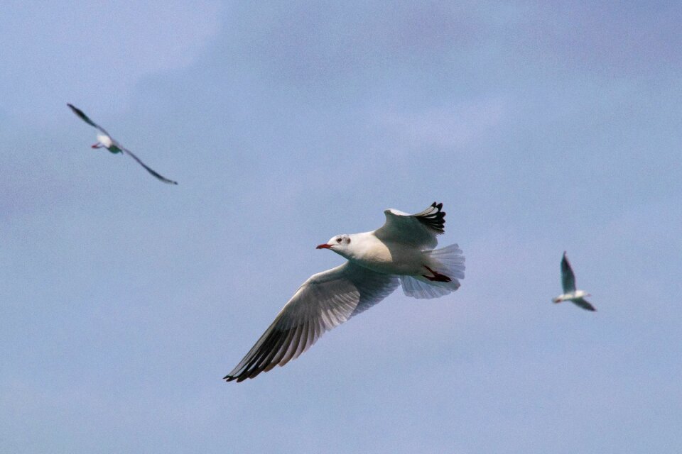 Flight seagull sky