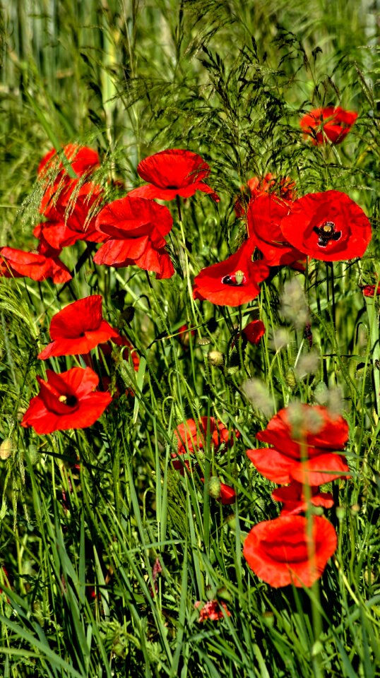 Grass red field