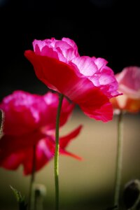 Pink nature flower