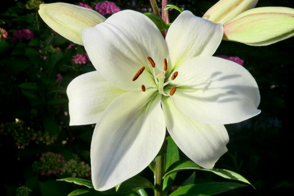 Summer lily gardening