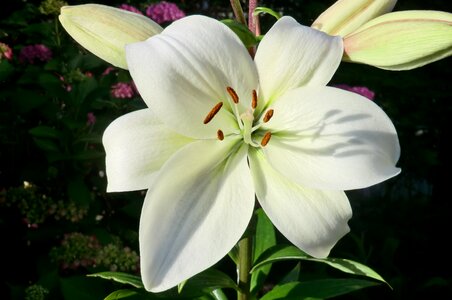 Summer lily gardening photo