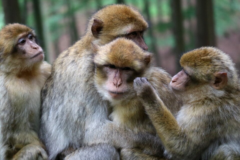 Animals snuggle forest