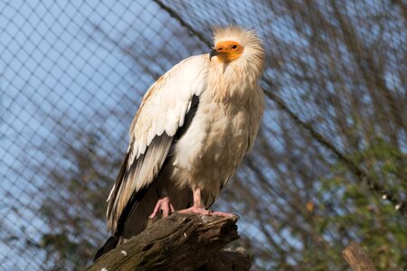 Bird bird of prey raptor photo