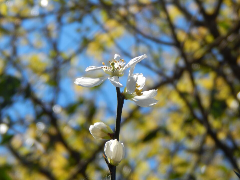 Orange blossom wild tomorrow white flower