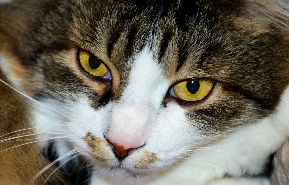Eyes cat's eyes view