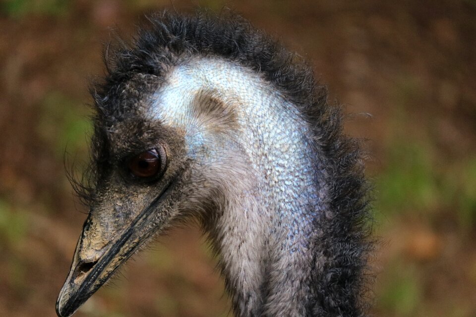 Head portrait animal world