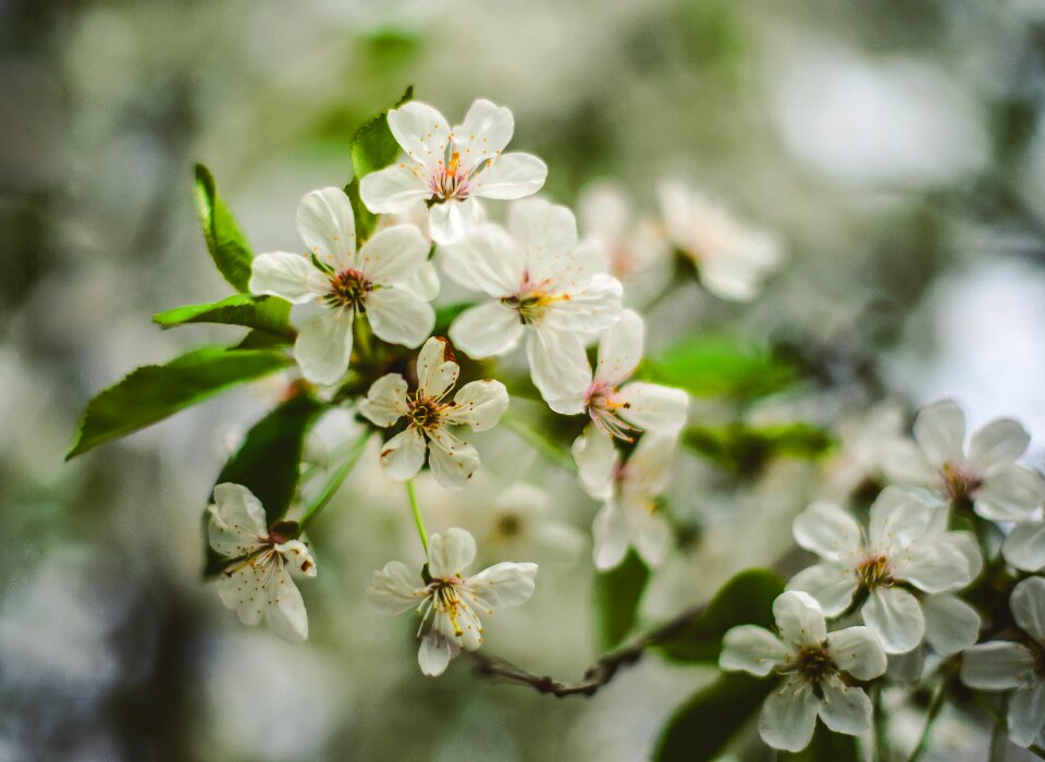 Tree cherry garden