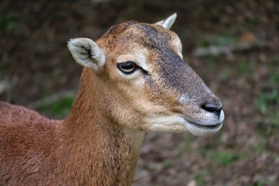 Wild close up animal portrait