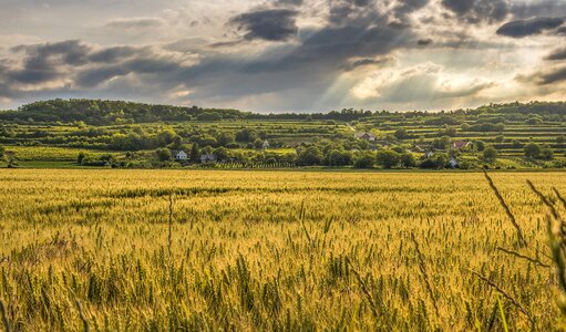 Countryside crop cropland photo