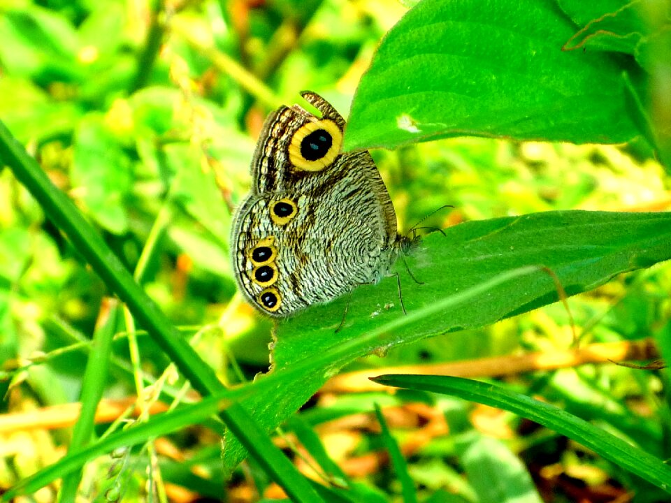 Outdoors grass closeup